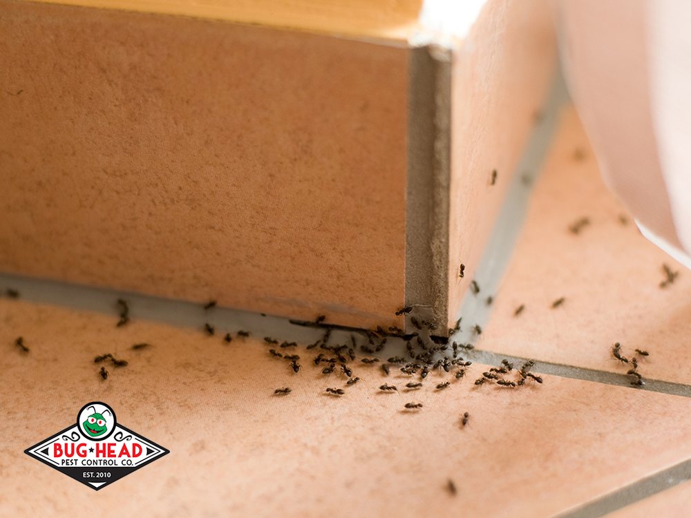 Bug Head Pest Control