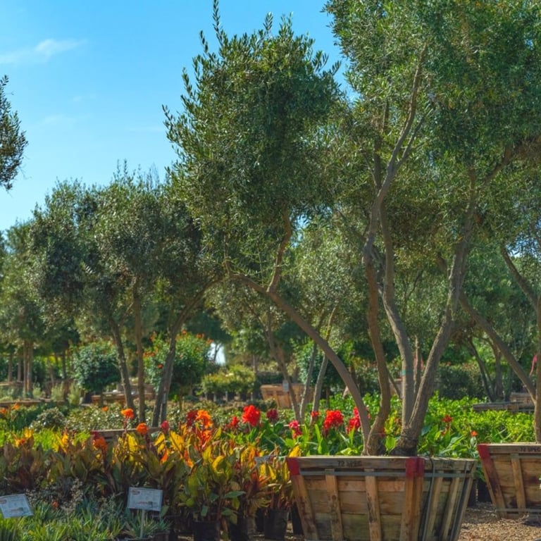 Moon Valley Nurseries