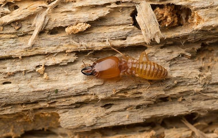 Bug Head Pest Control