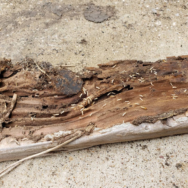 Superior Pest Management LLC