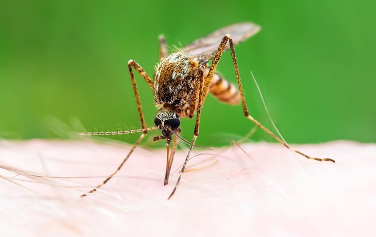 Dynasty Pest Control