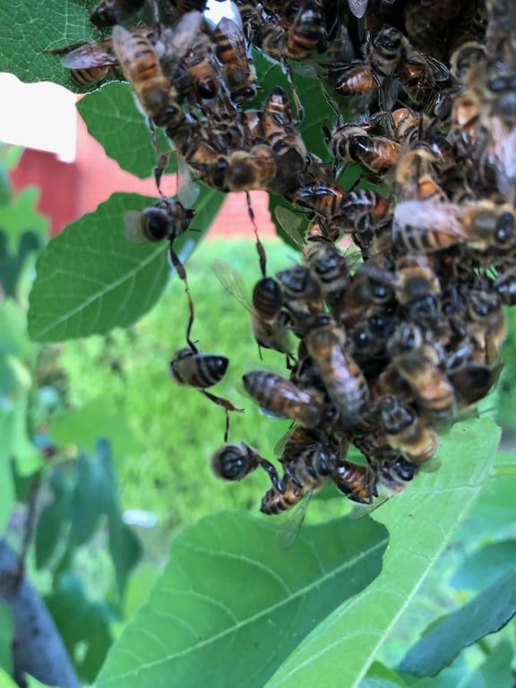 Bee Safe Bee Removal
