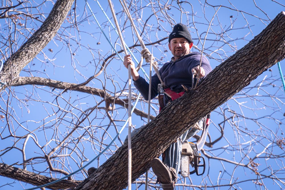 Ayala's Landscaping & Tree Service LLC