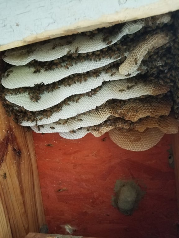 Affordable Bee Removal