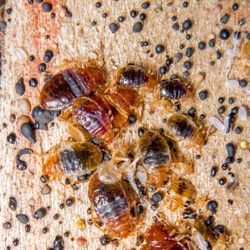 Morgan & Sons Pest