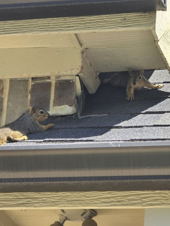 Rodent Retreat