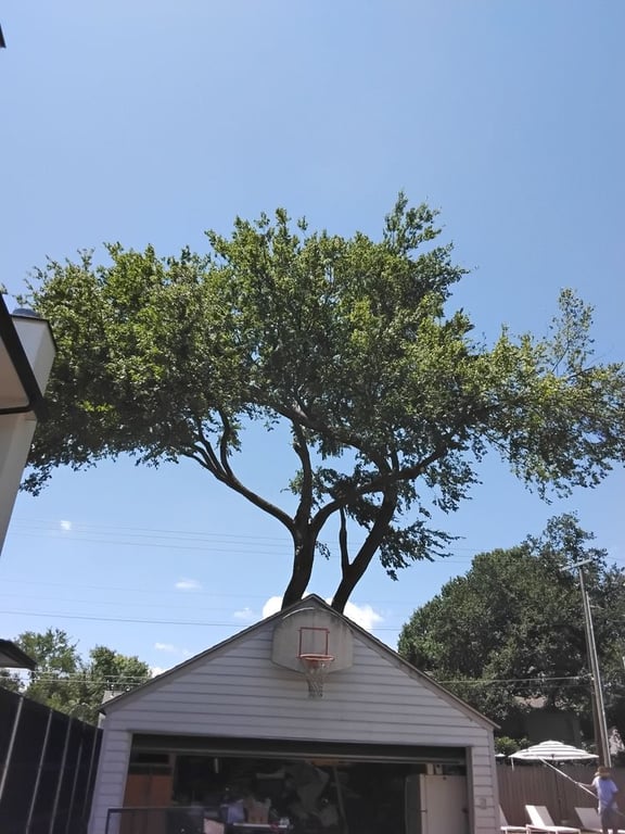 Zelaya Landscape and Tree Service