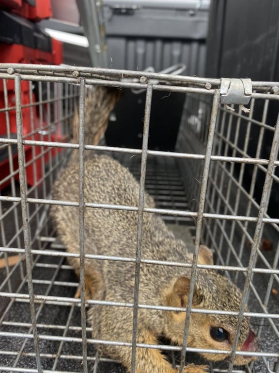 Ambush Pest Management