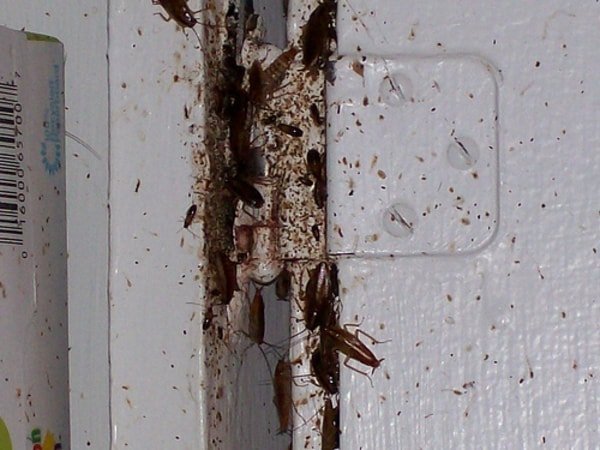 Nord Green Wildlife & Pest Control