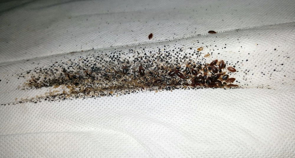 Kleberg Pest Control