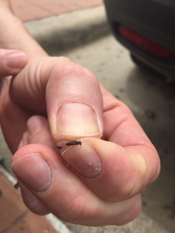 Home Run Pest & Termite Control