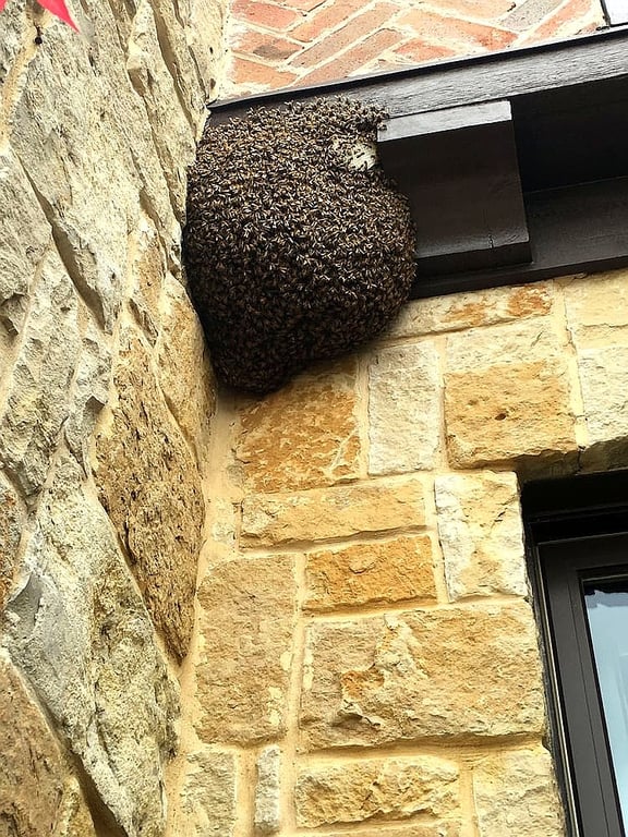 Morgan & Sons Pest