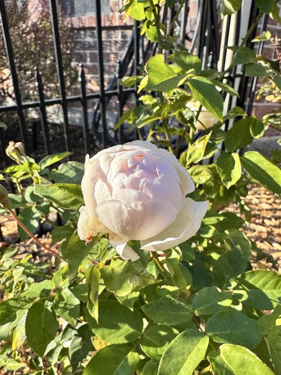 One Love Rose and Gardens