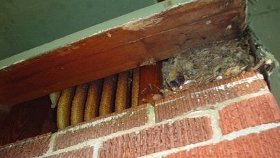 Nature King Pest Management