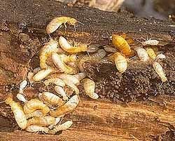 Nord Green Wildlife & Pest Control
