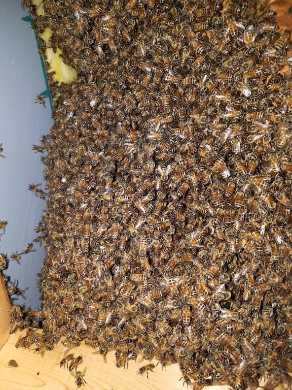 Affordable Bee Removal