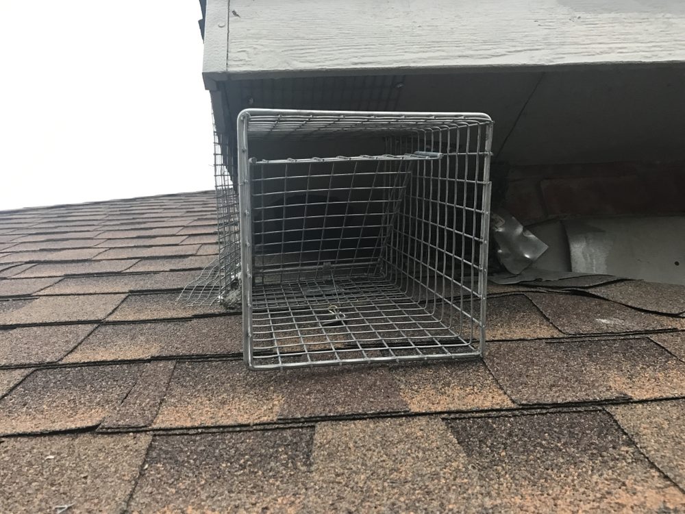DFW Wildlife And Pest Control