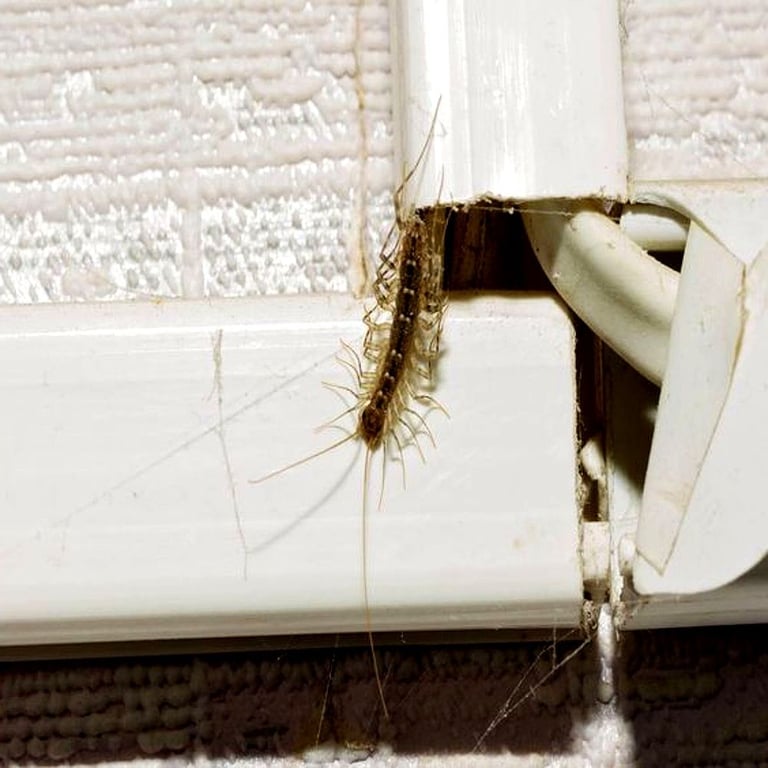 Morgan & Sons Pest