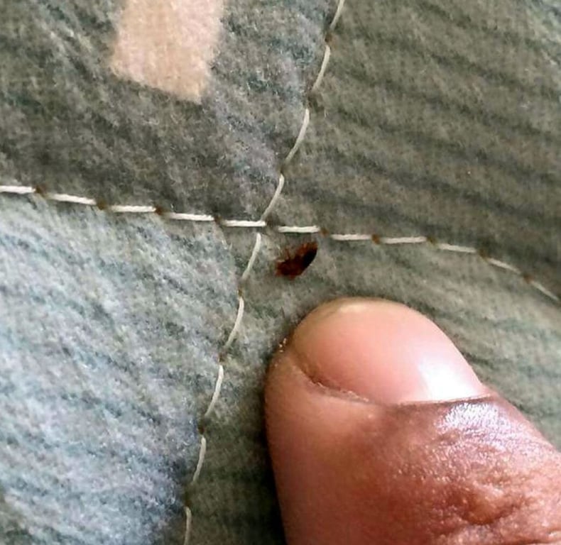 Deep Ellum Pest Services