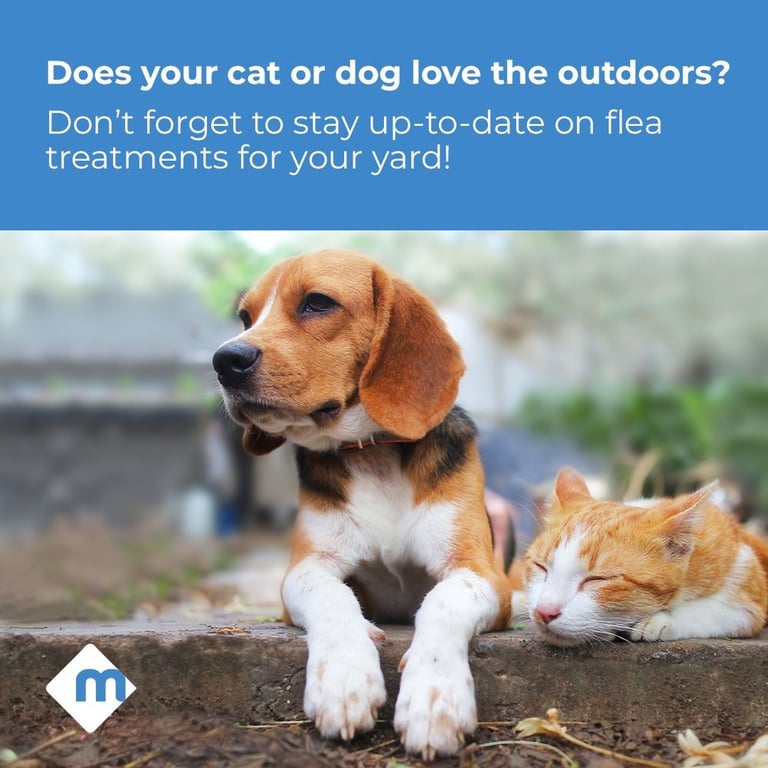 Moxie Pest Control - Dallas