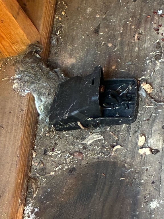 Pestmaster of Plano & McKinney