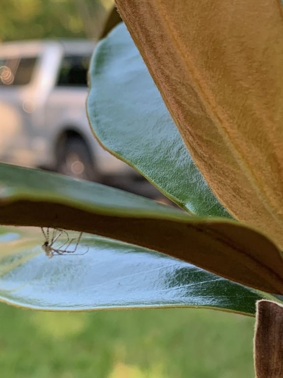 Mosquito and Pest Pros