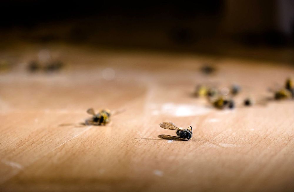 Red Oak Pest Control