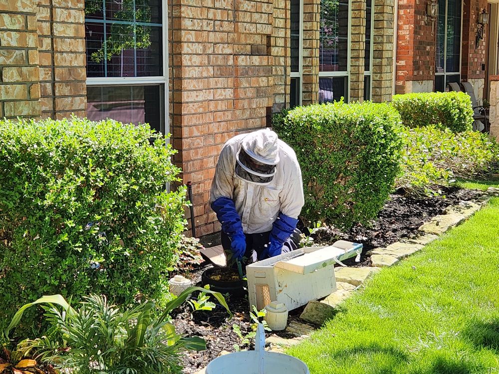 Little Giant Beekeepers & Bee Removal Specialists