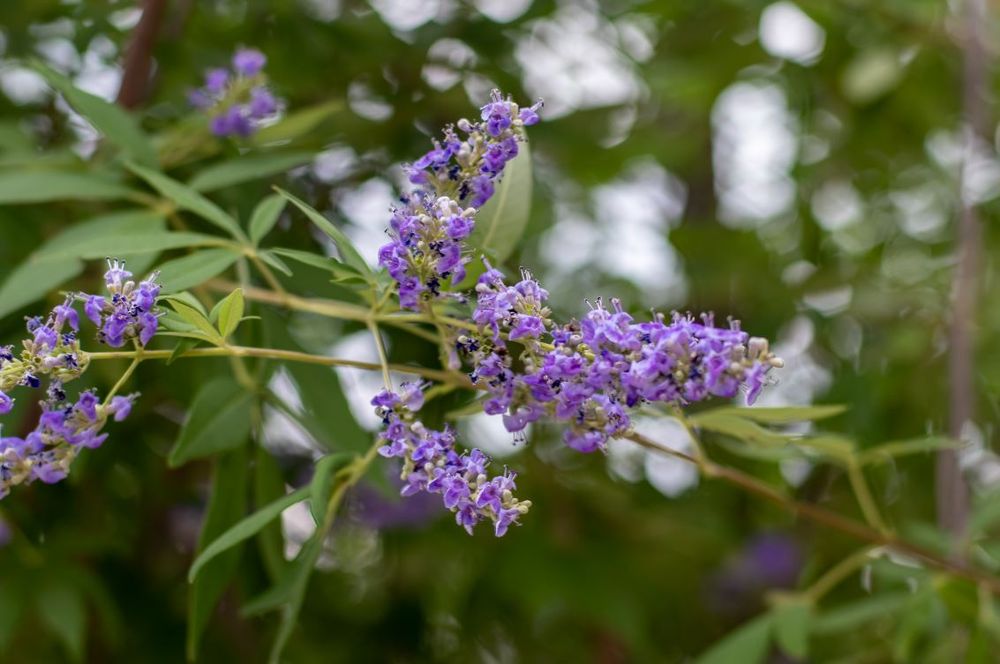 Moon Valley Nurseries