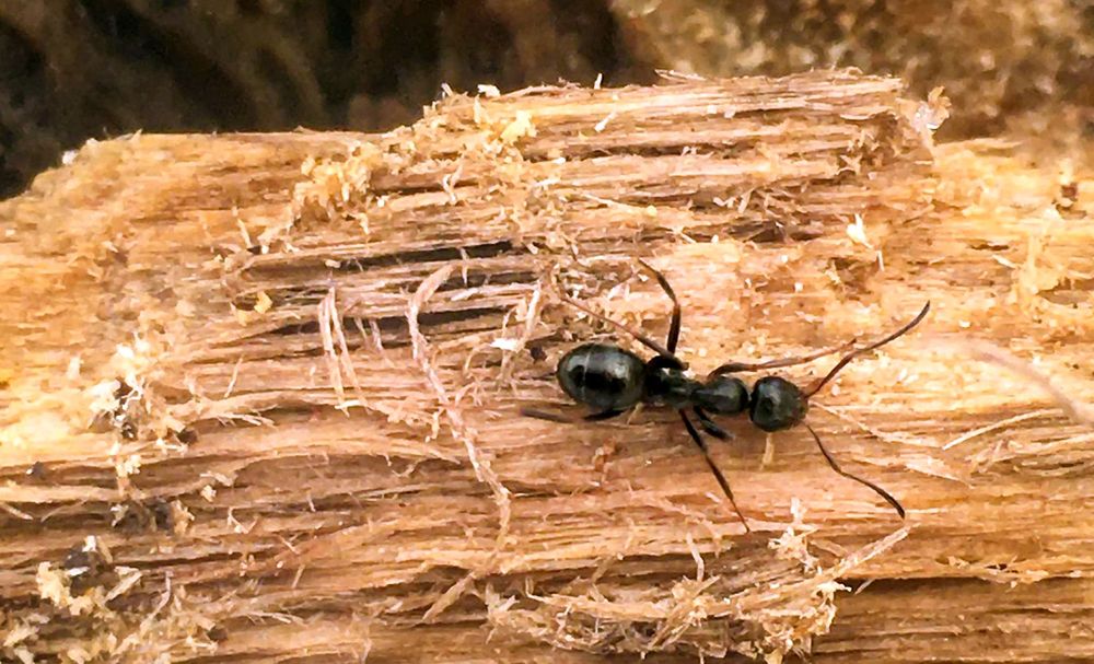 Kleberg Pest Control