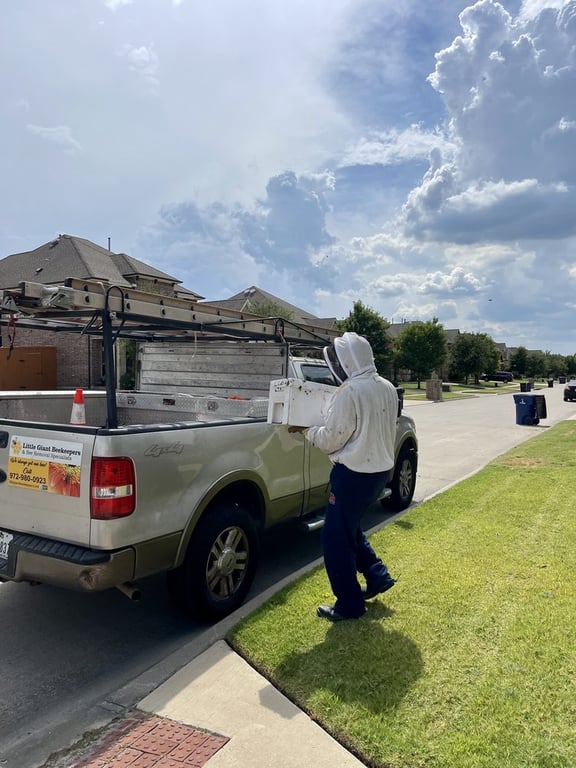 Little Giant Beekeepers & Bee Removal Specialists