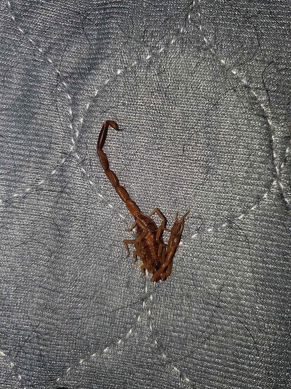 Alder Pest