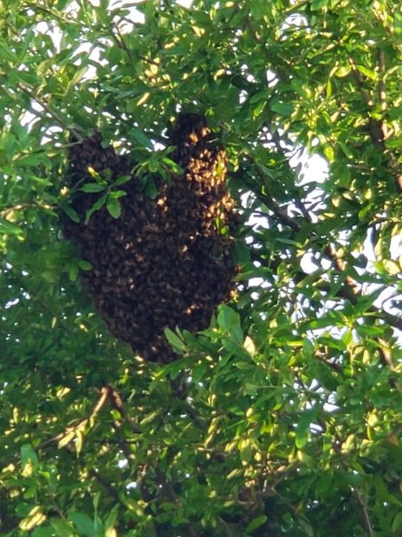 Honey Bee Rescue