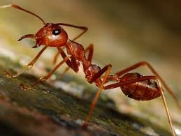 Critter Control
