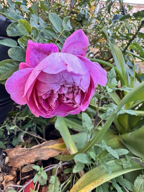 One Love Rose and Gardens