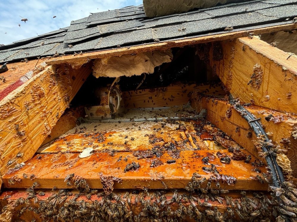 Little Giant Beekeepers & Bee Removal Specialists