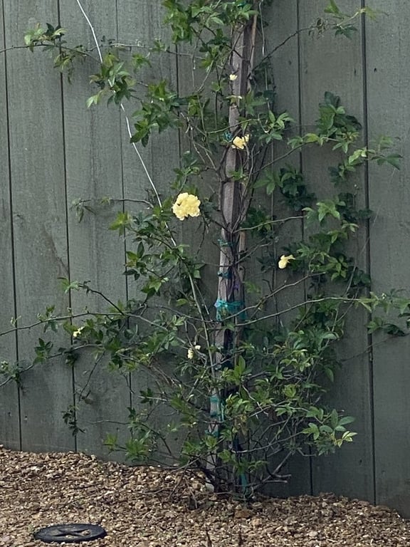 Covington's Nursery & Landscape