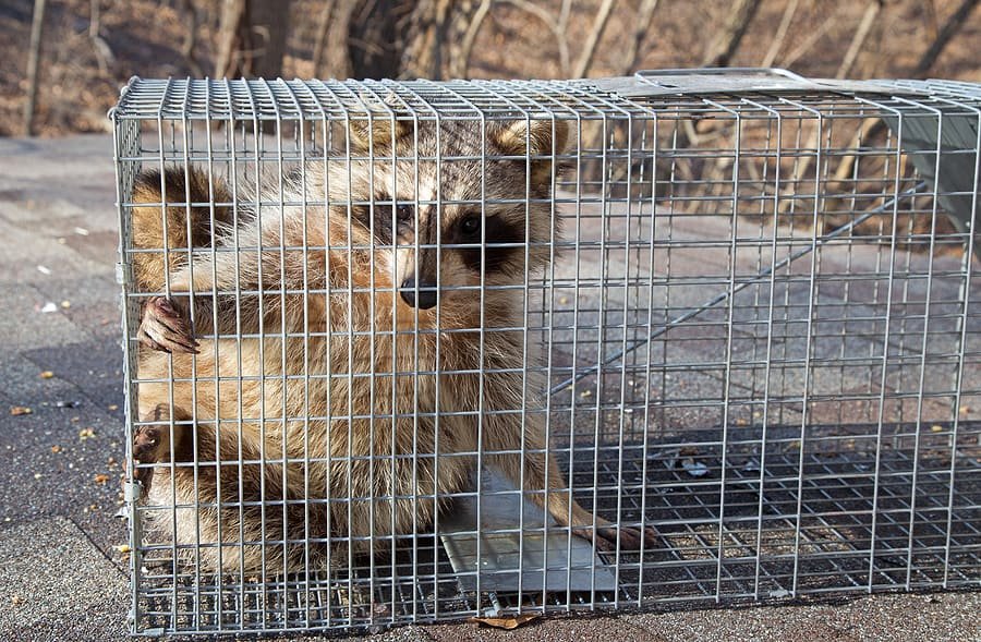 Xpert Rodent and Wildlife Control