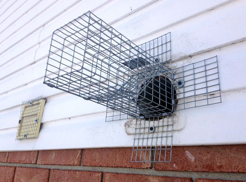 Kleberg Pest Control