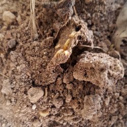 Alder Pest