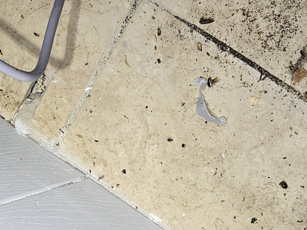 Lion’s Den Pest Control
