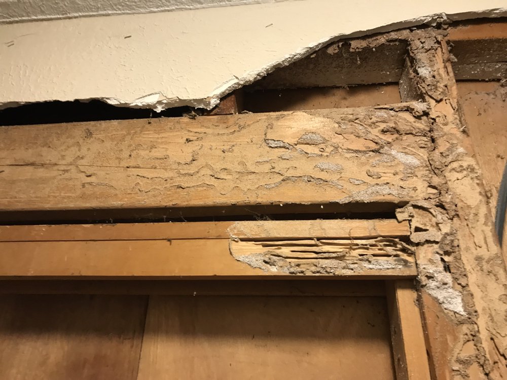 STC Pest & Termite