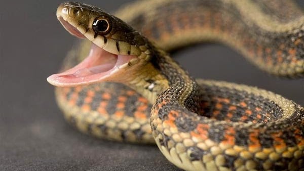 Critter Control