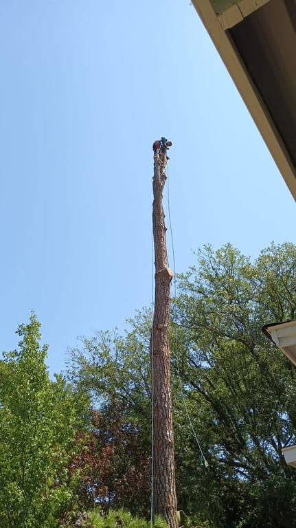 Zelaya Landscape and Tree Service