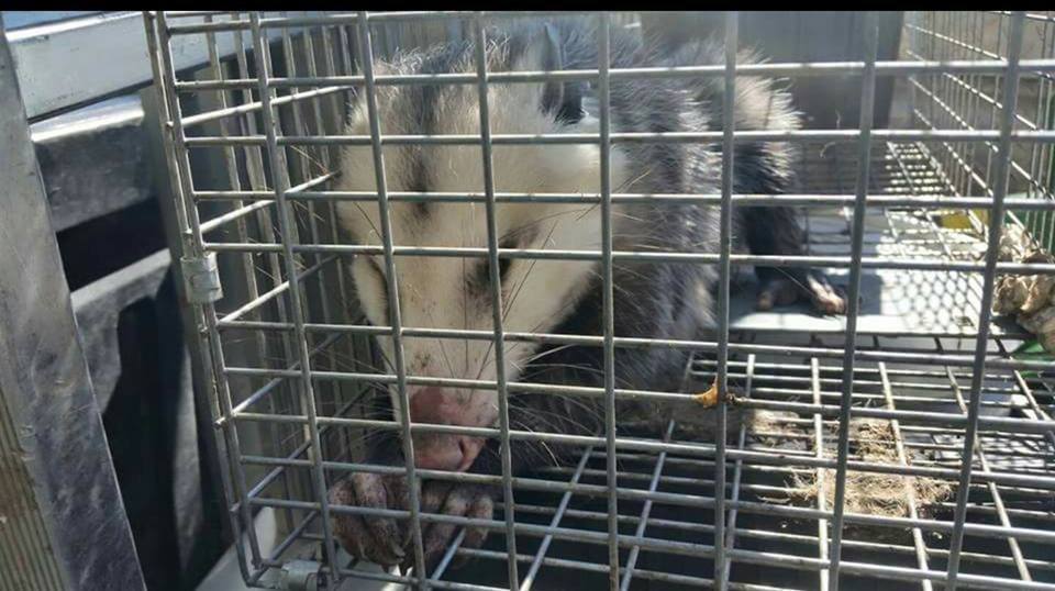 Your Neighborhood Pest Control