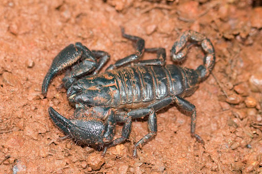 Bug Defense Pest Control