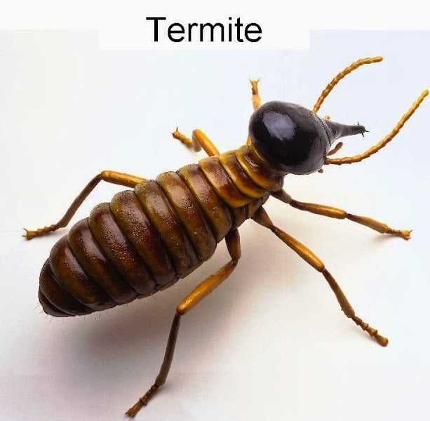 Pest Management of Texas - Wylie