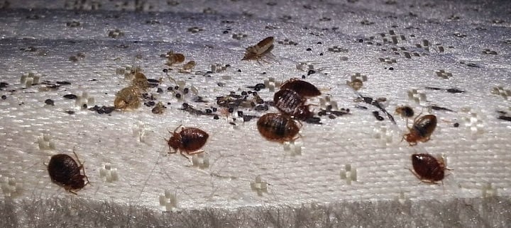 Ameri-Tech Termite & Pest Control, Inc.