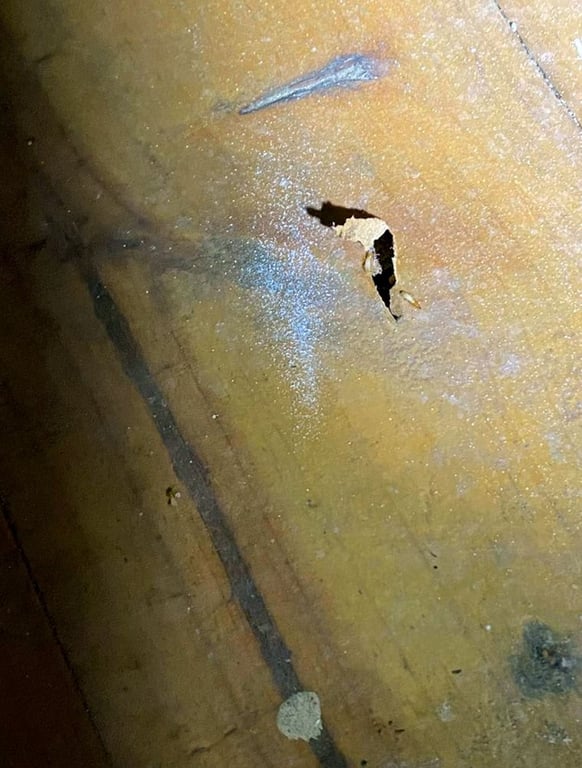 Deep Ellum Pest Services
