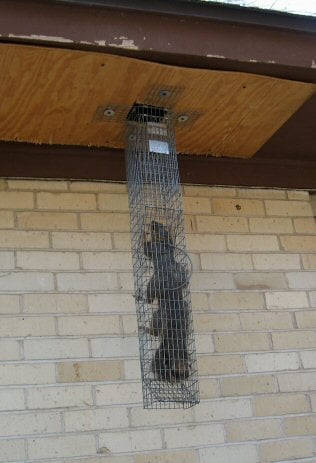 Nature King Pest Management